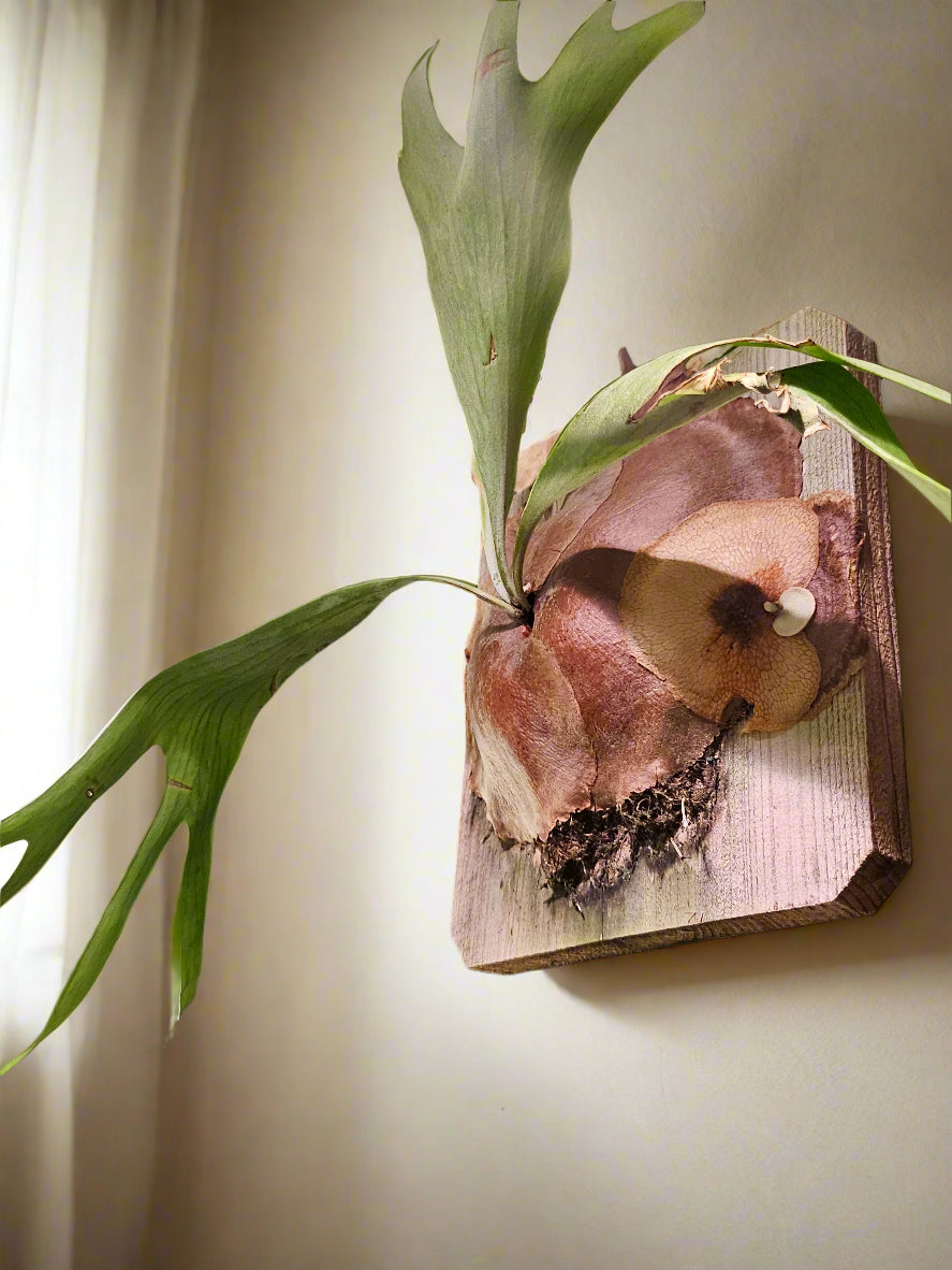 Bring tropical beauty into your home or garden with the striking Staghorn Fern (Platycerium bifurcatum), known for its antler-like fronds and unique ability to attach to trees. Perfect for USDA zone 9a and warmer, it thrives indoors and outdoors in dappled light or indoors as a low-maintenance.