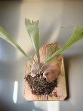 Bring tropical beauty into your home or garden with the striking Staghorn Fern (Platycerium bifurcatum), known for its antler-like fronds and unique ability to attach to trees. Perfect for USDA zone 9a and warmer, it thrives indoors and outdoors in dappled light or indoors as a low-maintenance.