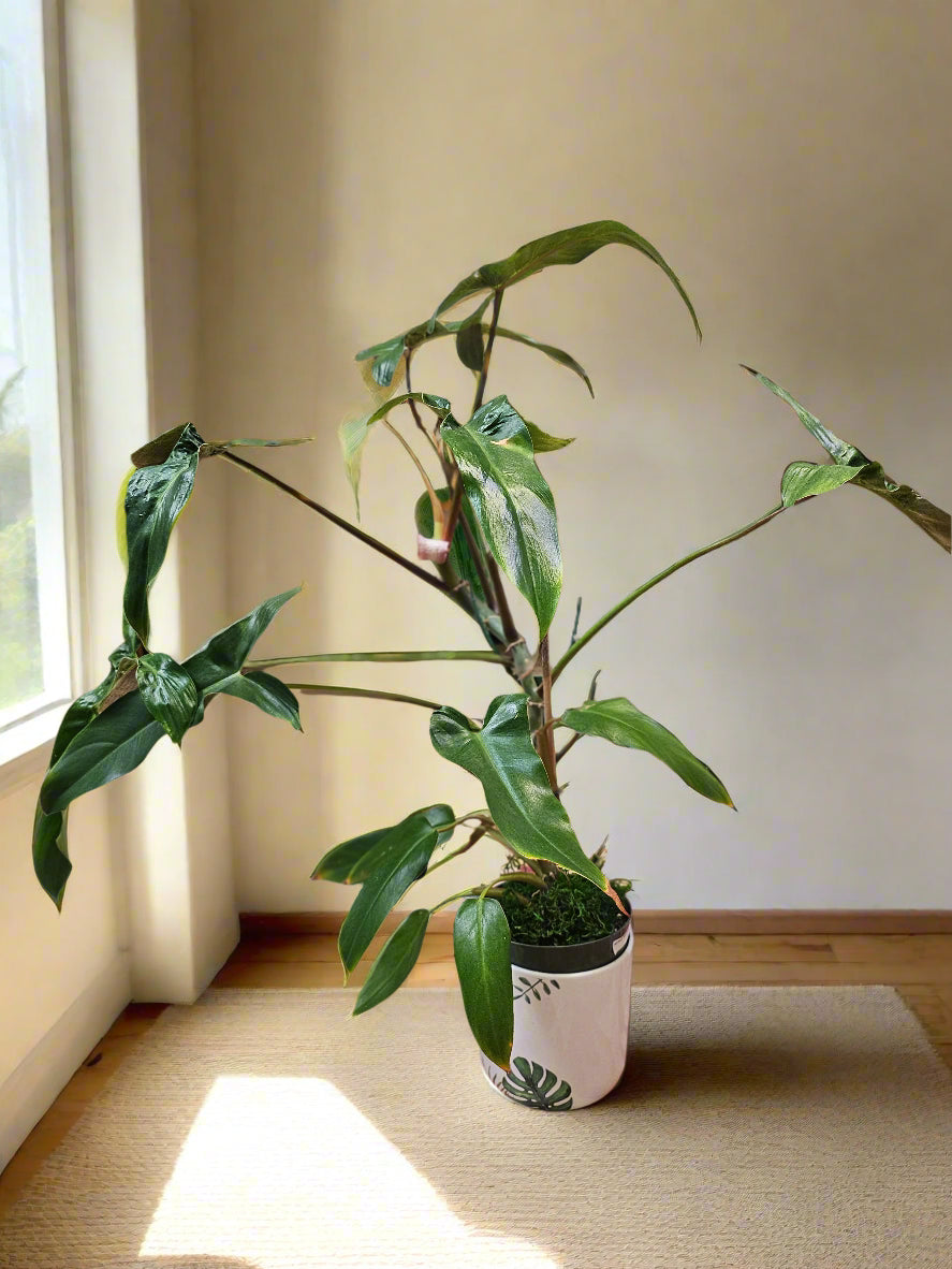 The Philodendron Mexicanum is a rare tropical climber with striking tri-lobed leaves, deep green tops, and maroon undersides. Perfect for indoor spaces, it thrives in bright, indirect light with minimal care. A must-have for plant collectors, adding bold, exotic beauty to any home.