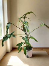 The Philodendron Mexicanum is a rare tropical climber with striking tri-lobed leaves, deep green tops, and maroon undersides. Perfect for indoor spaces, it thrives in bright, indirect light with minimal care. A must-have for plant collectors, adding bold, exotic beauty to any home.