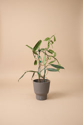 The Silver Sword Philodendron (Philodendron hastatum) features sleek, silver-blue leaves and grows quickly with the support of a trellis or moss pole. 