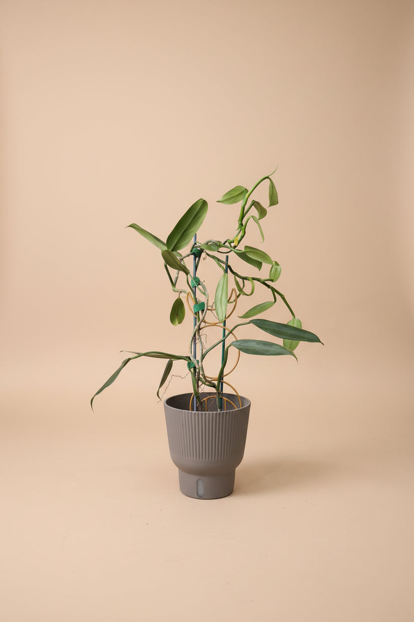 The Silver Sword Philodendron (Philodendron hastatum) features sleek, silver-blue leaves and grows quickly with the support of a trellis or moss pole. 