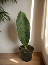 The Dracaena Masoniana, or Whale Fin Snake Plant, is known for its iconic paddle-shaped leaves. This drought-tolerant, low-maintenance plant thrives in low to bright light and can go weeks without water. Perfect for plant lovers seeking a hardy, unique addition, it’s ideal for both beginners and experienced collectors.