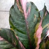 Rare Anthurium Hybrid Variegata 8" plant featuring stunning pink and green variegated foliage. A collector aroid that adds bold tropical beauty indoors.