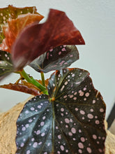 The Begonia Maculata ‘Cracklin’ Rose’ is a rare, stunning houseplant with polka-dotted leaves and deep rose-red undersides. Fast-growing and low-maintenance, it thrives in bright, indirect light and high humidity. Perfect for trailing or climbing, this eye-catching Begonia adds a bold, elegant touch to any indoor space.