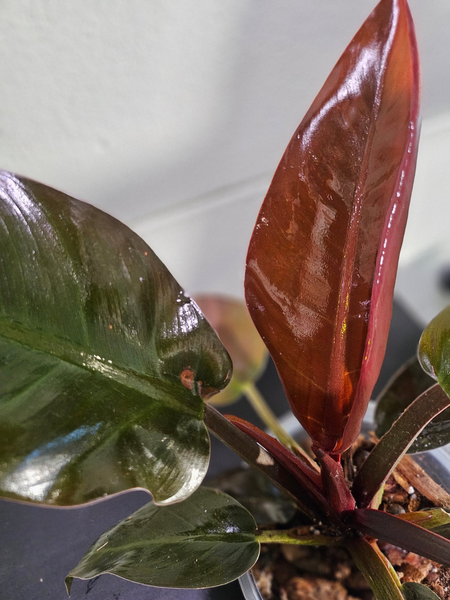 Philodendron ‘Imperial Red’ features bold, glossy burgundy-to-green leaves and upright growth. An elegant, low-maintenance plant perfect for statement styling.