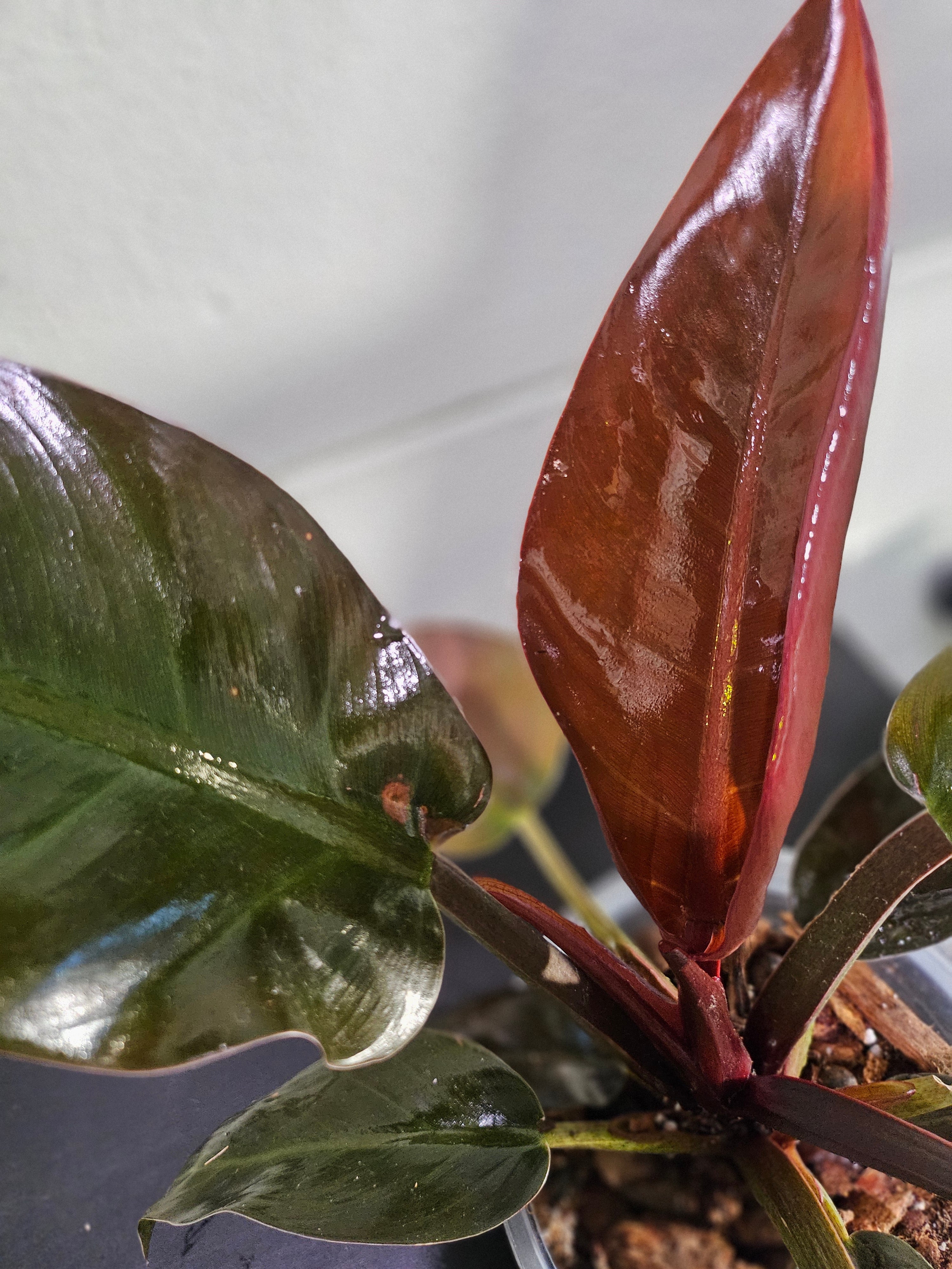 Philodendron ‘Imperial Red’ features bold, glossy burgundy-to-green leaves and upright growth. An elegant, low-maintenance plant perfect for statement styling.