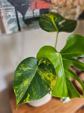 Monstera Aurea Variegata stuns with golden-yellow marbled leaves, rare variegation, and bold tropical vibes—perfect for collectors and indoor jungle lovers.