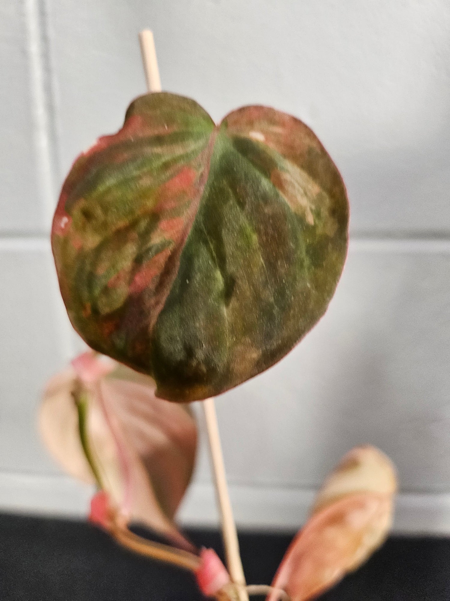 The Pink Variegated Philodendron Micans features velvety heart-shaped leaves with pink highlights—a rare, trailing beauty perfect for bright, indirect light.