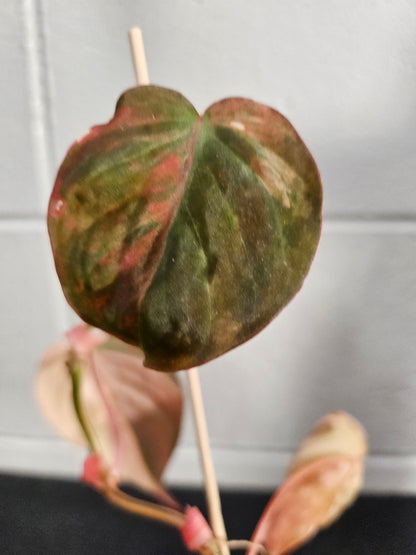 The Pink Variegated Philodendron Micans features velvety heart-shaped leaves with pink highlights—a rare, trailing beauty perfect for bright, indirect light.