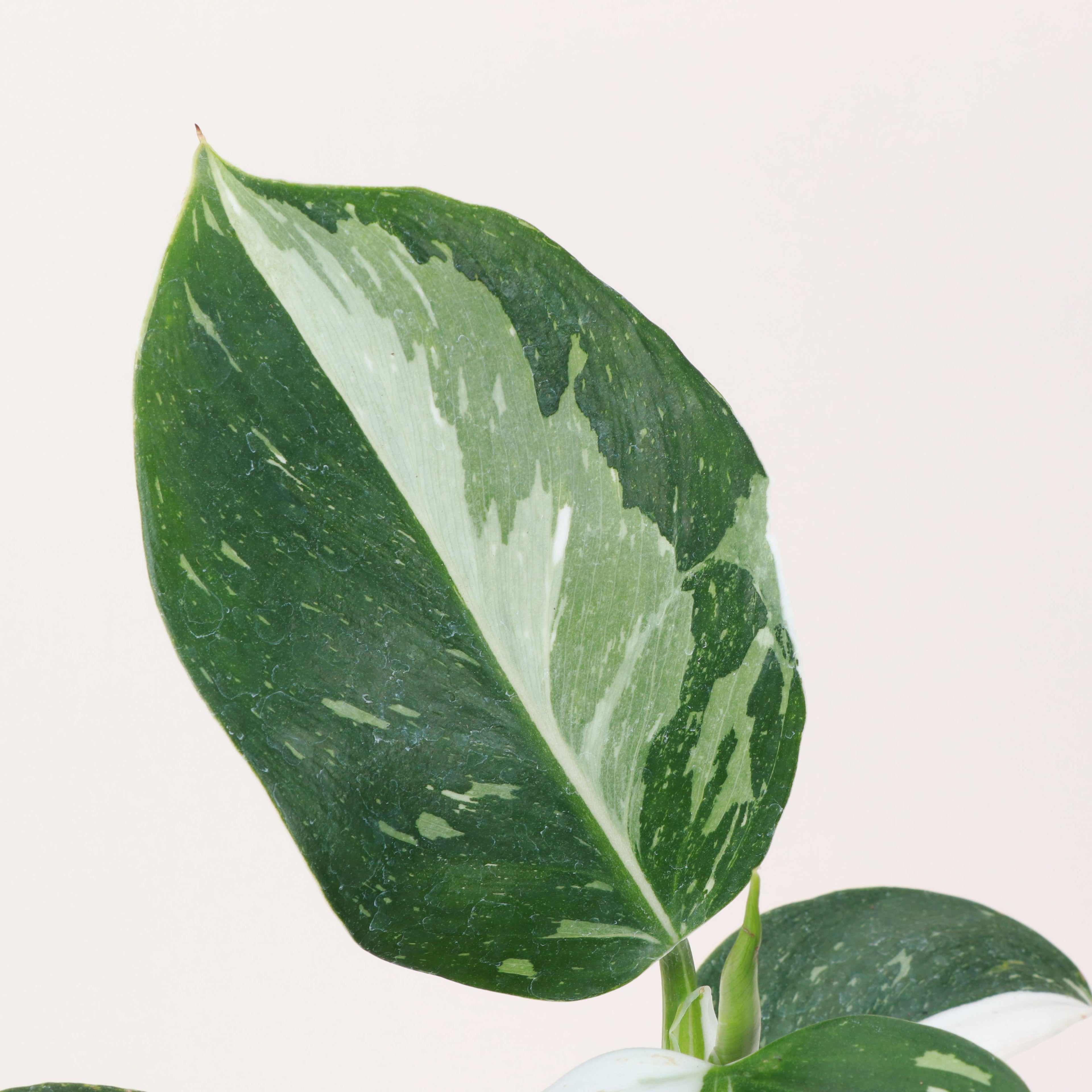 The Philodendron White Wizard is a rare climbing aroid prized for its striking green leaves splashed with white variegation. 