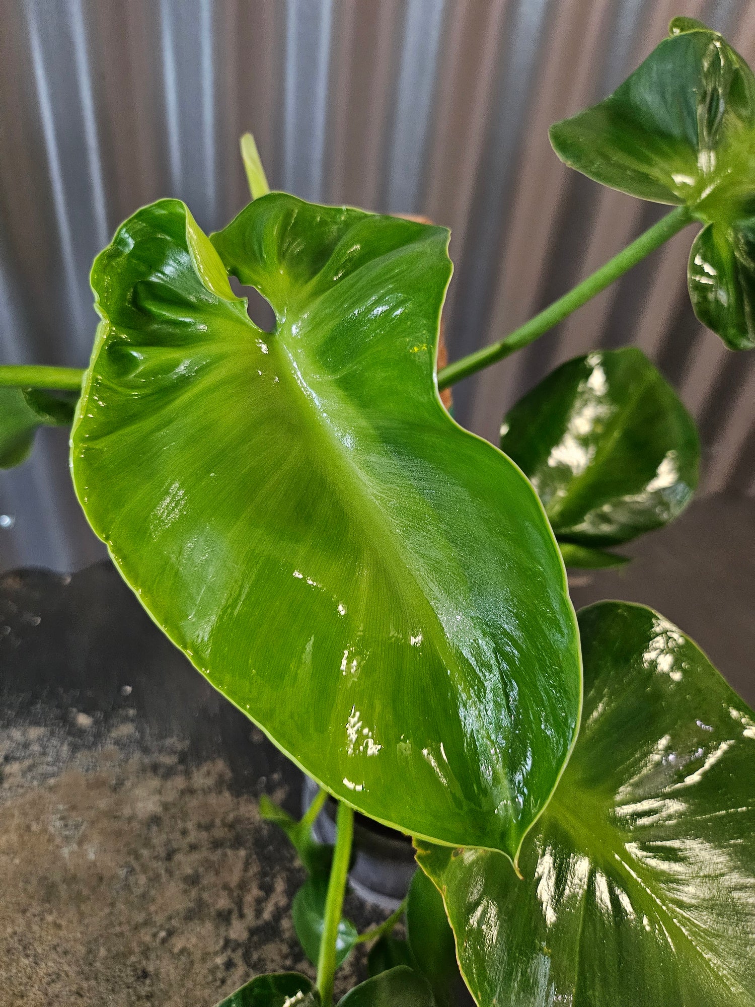 Philodendron rugosum Pigskin is a rare climbing aroid with thick, textured leaves. A collector favorite that thrives on a moss pole in bright, humid spaces.
