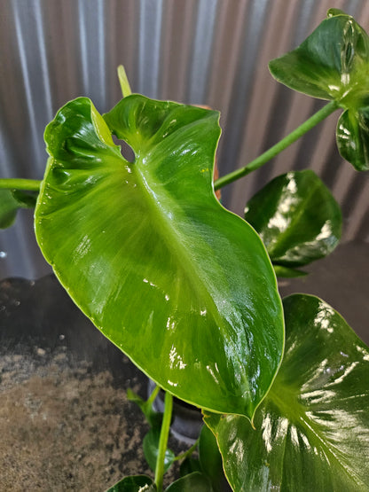 Philodendron rugosum Pigskin is a rare climbing aroid with thick, textured leaves. A collector favorite that thrives on a moss pole in bright, humid spaces.
