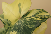 Philodendron Florida Beauty × Mayoi is a rare climbing hybrid with deeply cut leaves and bold cream variegation, prized for its wild, sculptural foliage.
