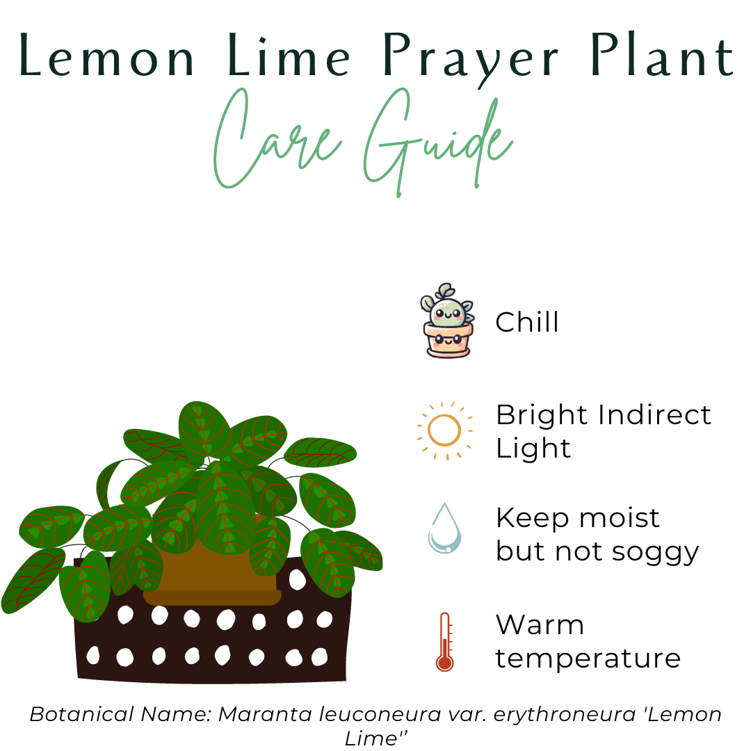 The Lemon Lime Prayer Plant features vibrant lime-green striped leaves that fold at night. Pet-safe and easy to care for, it thrives in medium to bright indirect light and loves humidity. Perfect for hanging baskets, this chill, trailing plant adds tropical charm to any space with minimal effort.