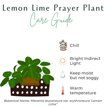 The Lemon Lime Prayer Plant features vibrant lime-green striped leaves that fold at night. Pet-safe and easy to care for, it thrives in medium to bright indirect light and loves humidity. Perfect for hanging baskets, this chill, trailing plant adds tropical charm to any space with minimal effort.