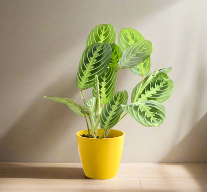 praying plant at night Lemon Lime Prayer Plant (Maranta leuconeura 'Lemon Lime') – Jungle Relics