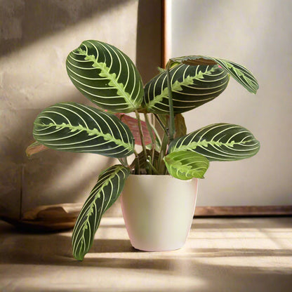 prayer plant new leaves pale Lemon Lime Prayer Plant (Maranta leuconeura 'Lemon Lime') – Jungle Relics