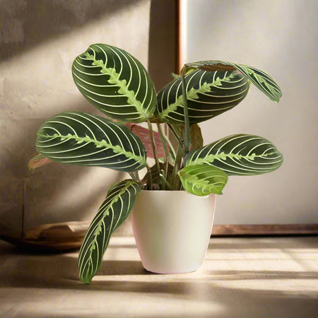 Lemon Lime Prayer Plant (Maranta leuconeura 'Lemon Lime') 4