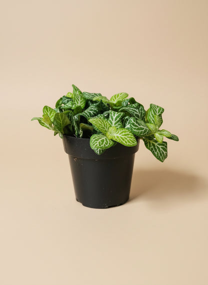 The Nerve Plant (Fittonia albivenis) varieties, features striking veined foliage perfect for terrariums or small spaces. It thrives in bright, indirect light, high humidity, and moist soil. Ideal for those seeking a medium-care plant, it adds vibrant texture and tropical charm to any room.