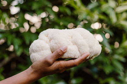 Grow Lion’s Mane mushrooms at home with this beginner-friendly kit. High-yield, top-selling variety with clean umami flavor and cognitive wellness appeal.