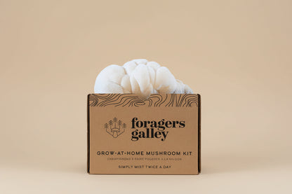 Grow Lion’s Mane mushrooms at home with this beginner-friendly kit. High-yield, top-selling variety with clean umami flavor and cognitive wellness appeal.