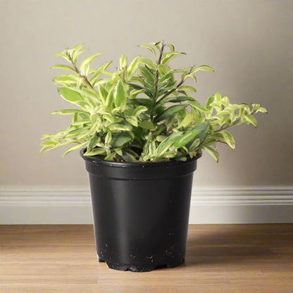 Lipstick Plant ‘Bolero Bicolor’ with fuzzy variegated foliage and pink tubular blooms. Pet safe, easy-care tropical houseplant for hanging baskets.