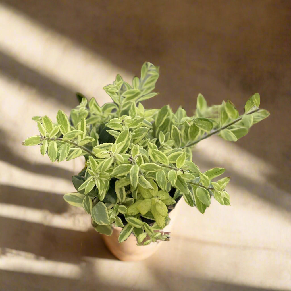 Lipstick Plant ‘Bolero Bicolor’ with fuzzy variegated foliage and pink tubular blooms. Pet safe, easy-care tropical houseplant for hanging baskets.