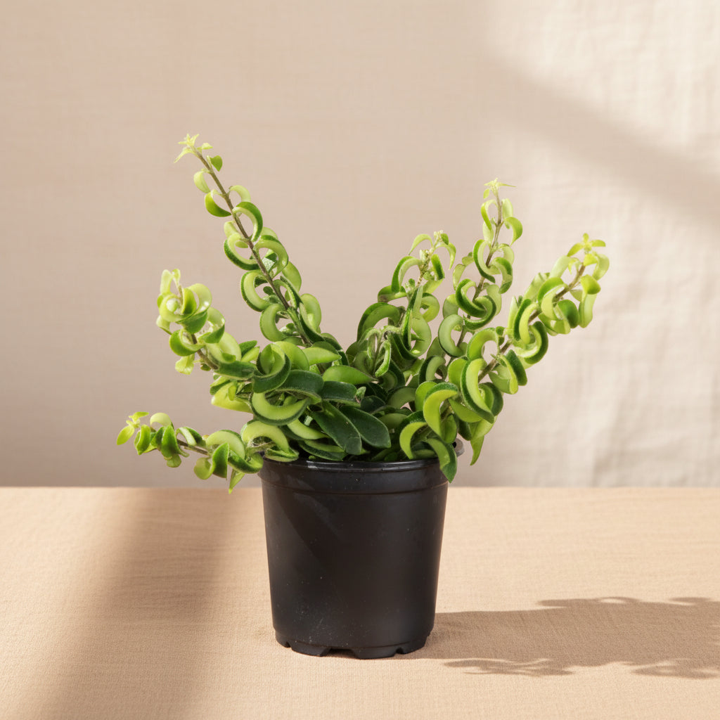 The Lipstick Twister is a quirky, pet-safe plant with curly green leaves and vibrant red, tubular flowers resembling lipstick. Thriving in bright, indirect light and moderate humidity, it&