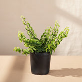 The Lipstick Twister is a quirky, pet-safe plant with curly green leaves and vibrant red, tubular flowers resembling lipstick. Thriving in bright, indirect light and moderate humidity, it&