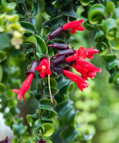 The Lipstick Twister is a quirky, pet-safe plant with curly green leaves and vibrant red, tubular flowers resembling lipstick.