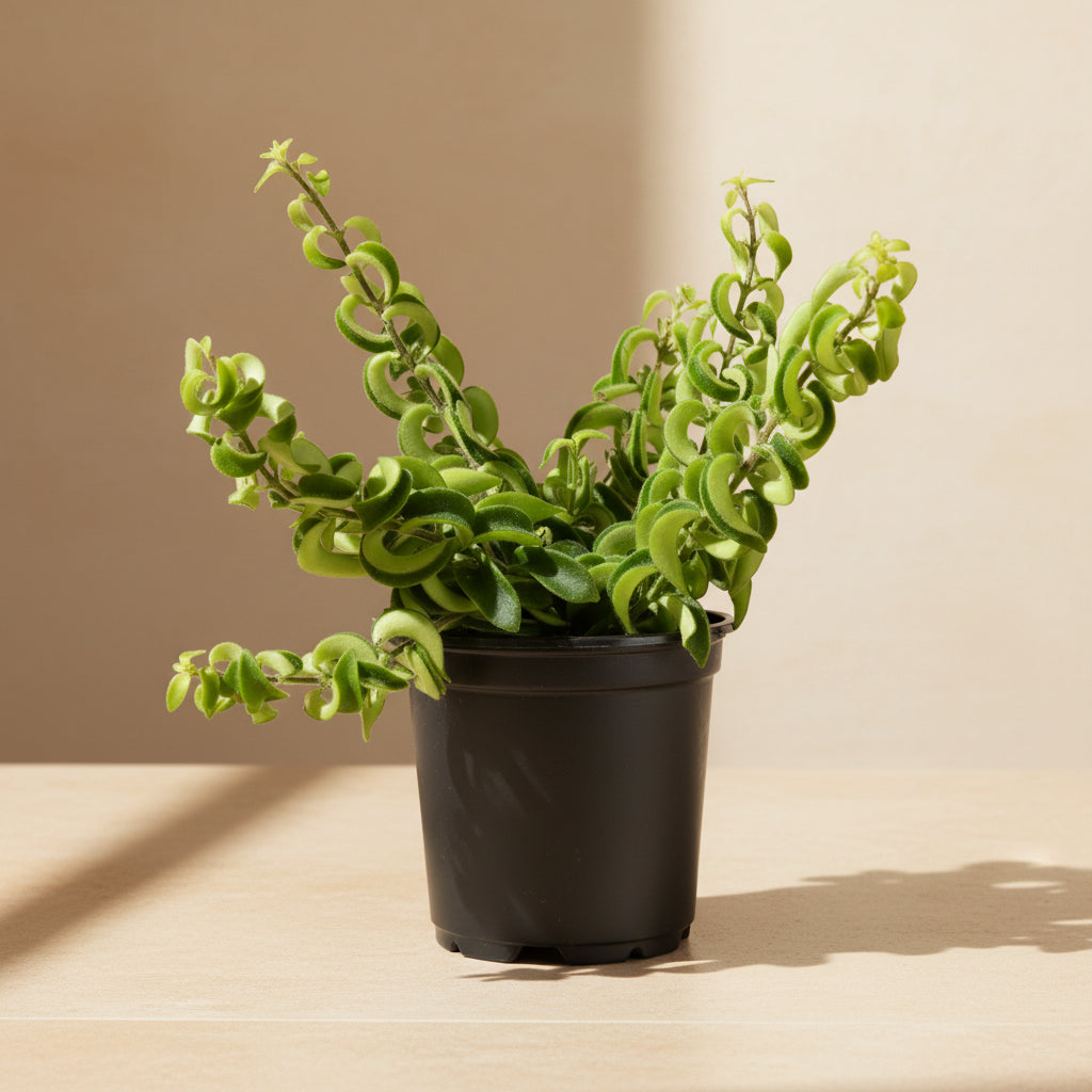 The Lipstick Twister is a quirky, pet-safe plant with curly green leaves and vibrant red, tubular flowers resembling lipstick. Thriving in bright, indirect light and moderate humidity, it&