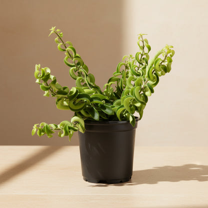 The Lipstick Twister is a quirky, pet-safe plant with curly green leaves and vibrant red, tubular flowers resembling lipstick. Thriving in bright, indirect light and moderate humidity, it&