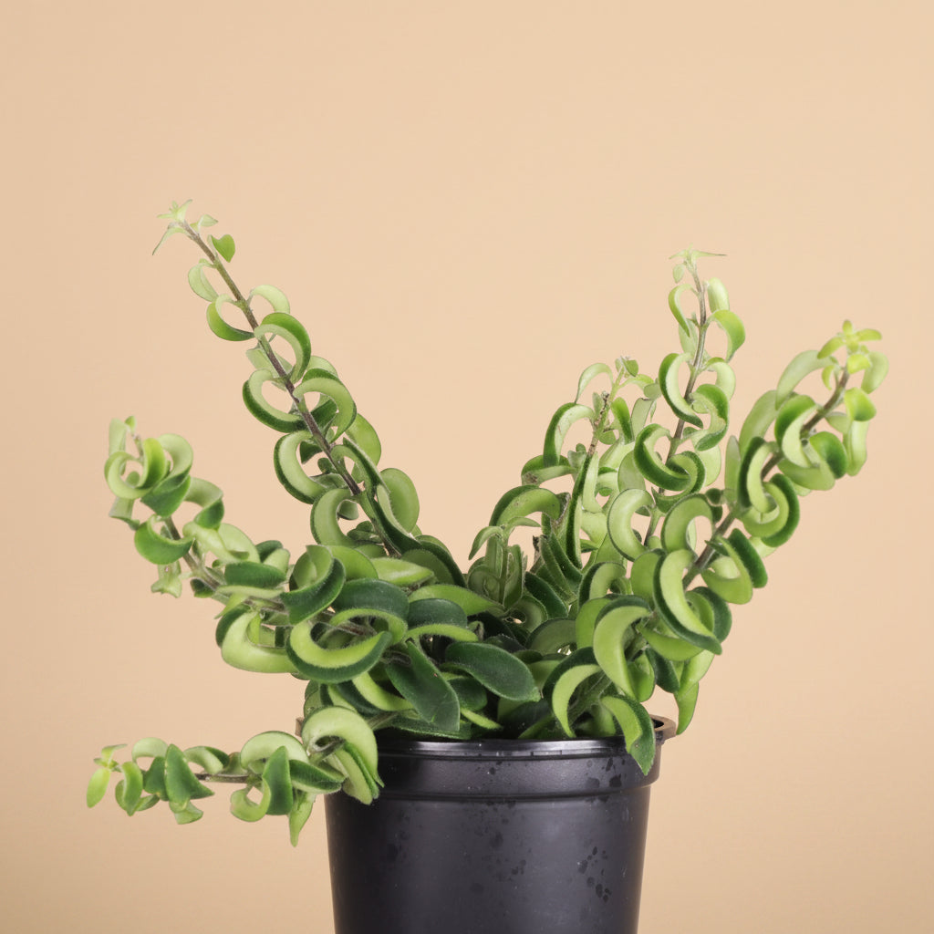 The Lipstick Twister is a quirky, pet-safe plant with curly green leaves and vibrant red, tubular flowers resembling lipstick. Thriving in bright, indirect light and moderate humidity, it&