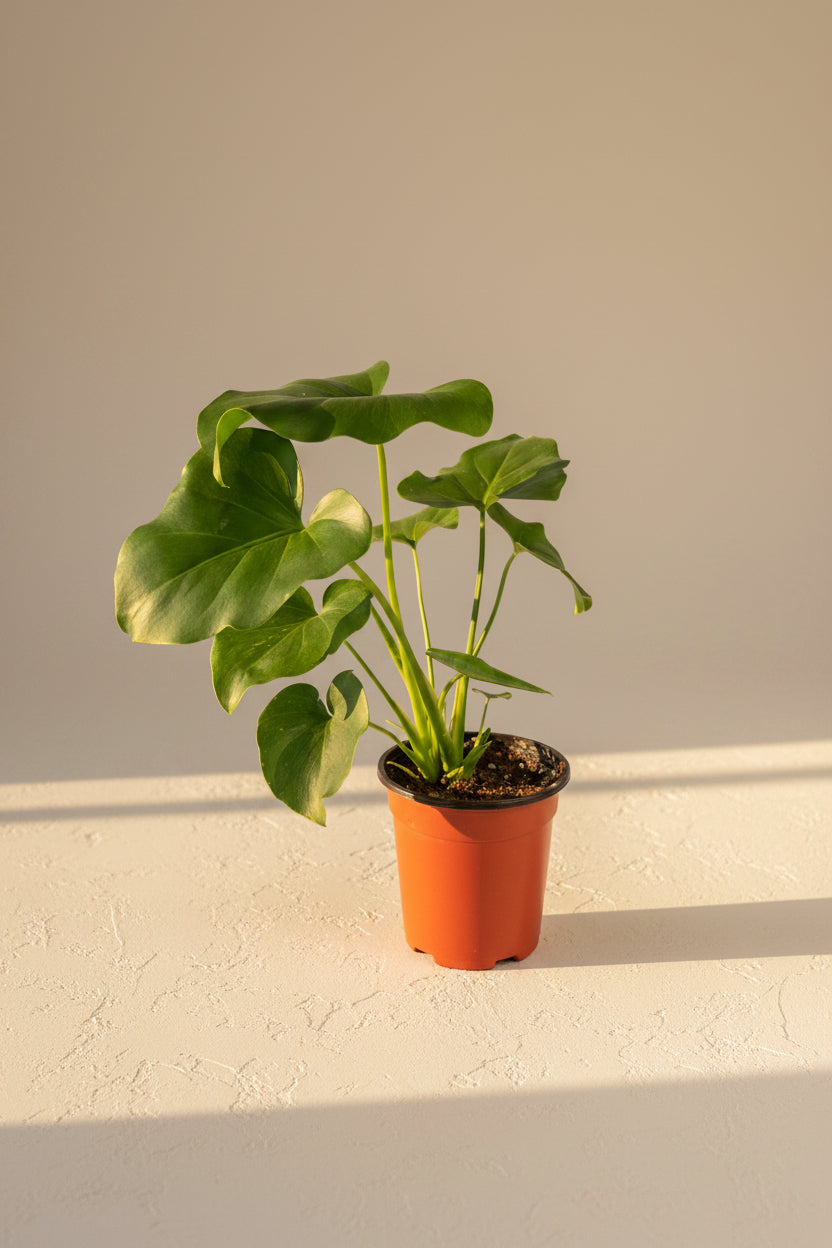 Bring lush tropical vibes indoors with the Little Hope (Selloum) Plant — an easy-care philodendron featuring dramatic split leaves and rich green foliage.