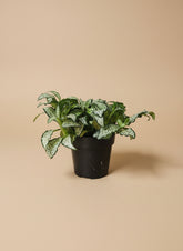 The Nerve Plant (Fittonia albivenis) varieties, features striking veined foliage perfect for terrariums or small spaces. It thrives in bright, indirect light, high humidity, and moist soil. Ideal for those seeking a medium-care plant, it adds vibrant texture and tropical charm to any room.