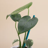 Rare Monstera Deliciosa ‘Mint’ with stunning minty-white variegation. Easy care, highly collectible houseplant prized by plant lovers & collectors.