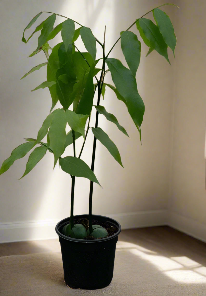 Castanospermum australe, the Lucky Bean Plant, is a rare tropical with glossy foliage and unique seed base—perfect for modern, vibrant interiors.