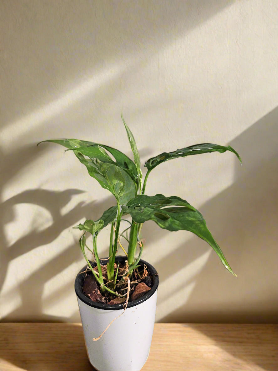 The Monstera obliqua Peru is an ultra-rare plant prized for its delicate, lace-like fenestrated leaves. Native to Central and South America, it thrives in high humidity and well-draining soil. A true collector’s gem, it adds exotic elegance and a bold, tropical vibe to any space. Perfect for plant enthusiasts!