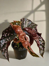 The Begonia Maculata ‘Cracklin’ Rose’ is a rare, stunning houseplant with polka-dotted leaves and deep rose-red undersides. Fast-growing and low-maintenance, it thrives in bright, indirect light and high humidity. Perfect for trailing or climbing, this eye-catching Begonia adds a bold, elegant touch to any indoor space.