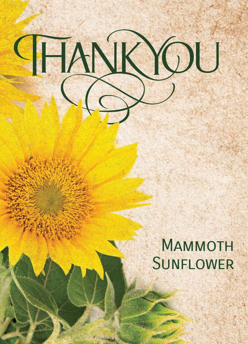 Mammoth Sunflower thank you seed packets. Easy-to-grow sunflower favors that bloom into tall golden flowers — a meaningful plantable gift.