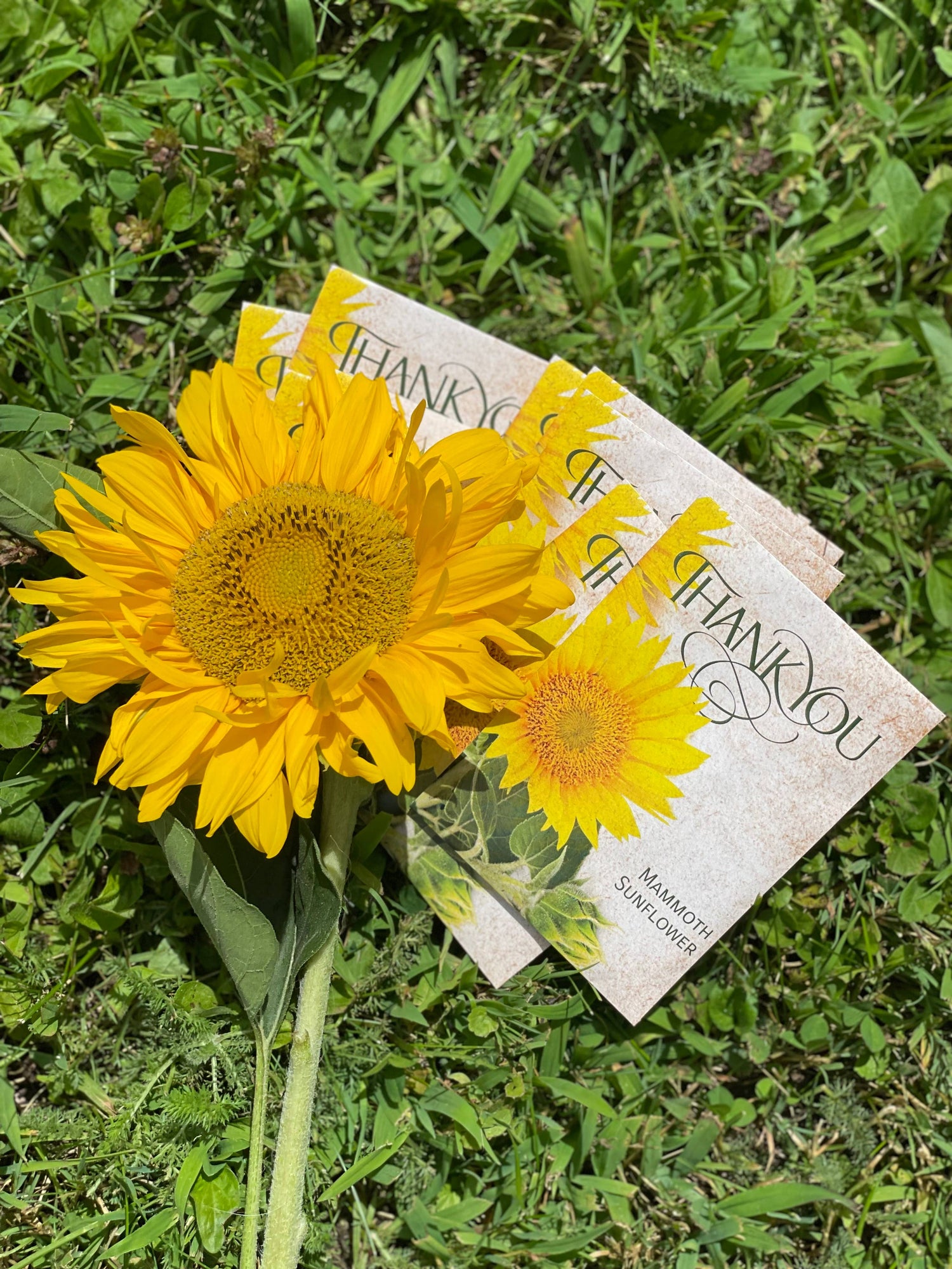 Mammoth Sunflower thank you seed packets. Easy-to-grow sunflower favors that bloom into tall golden flowers — a meaningful plantable gift.