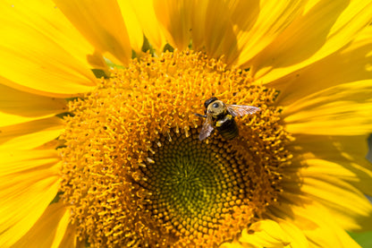 Mammoth Sunflower thank you seed packets. Easy-to-grow sunflower favors that bloom into tall golden flowers — a meaningful plantable gift.