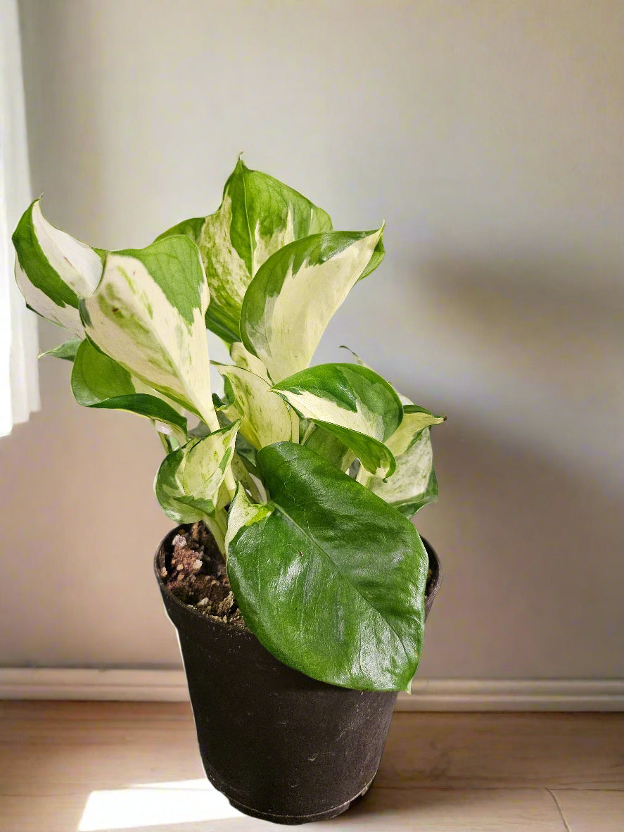 Manjula Pothos is a rare, variegated houseplant with creamy-white, mint, and green marbled leaves. A slow-growing, eye-catching beauty for any space.