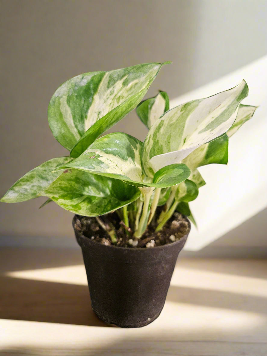 Manjula Pothos is a rare, variegated houseplant with creamy-white, mint, and green marbled leaves. A slow-growing, eye-catching beauty for any space.