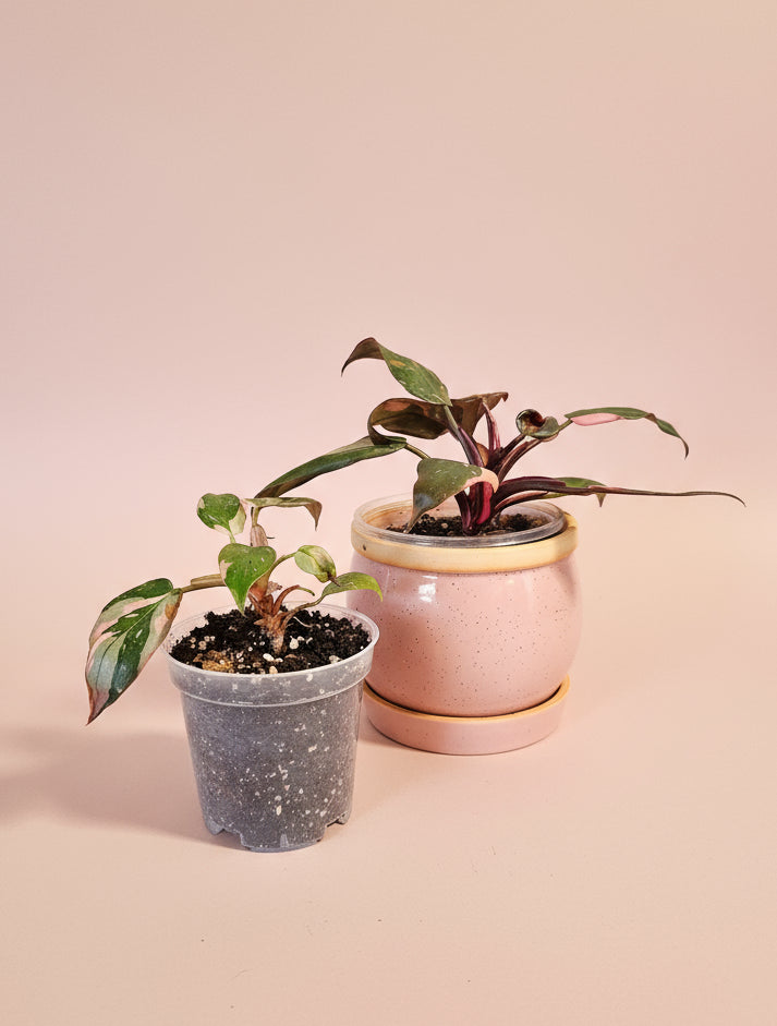 The Marble Pink Princess Philodendron is a rare cultivar of Philodendron erubescens, admired for its marbled variegation of pink, green, and white.