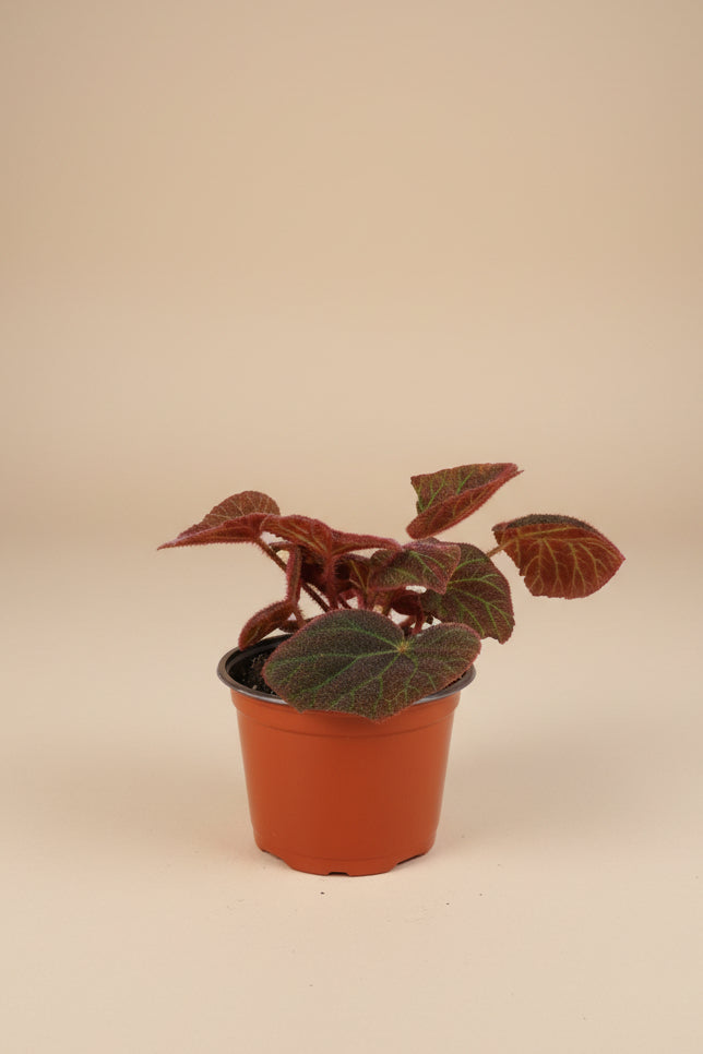Begonia Rex Mars Rising features bold red and burgundy leaves with dramatic contrast. A striking, collector-favorite rex begonia for vibrant indoor plant styling.