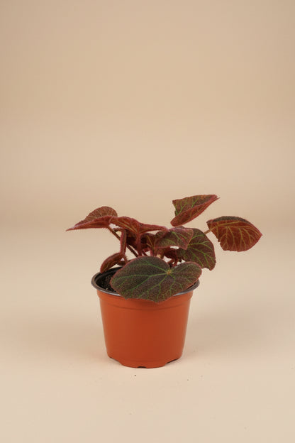 Begonia Rex Mars Rising features bold red and burgundy leaves with dramatic contrast. A striking, collector-favorite rex begonia for vibrant indoor plant styling.
