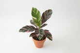 Musa Nono Variegated rare banana plant with green and white striped leaves. Tropical statement plant for bright light and bold indoor jungle styling.