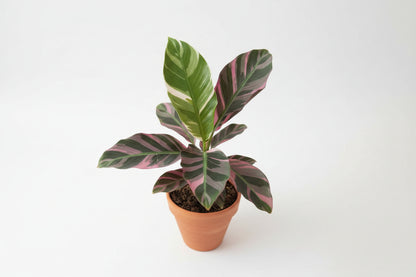 Musa Nono Variegated rare banana plant with green and white striped leaves. Tropical statement plant for bright light and bold indoor jungle styling.